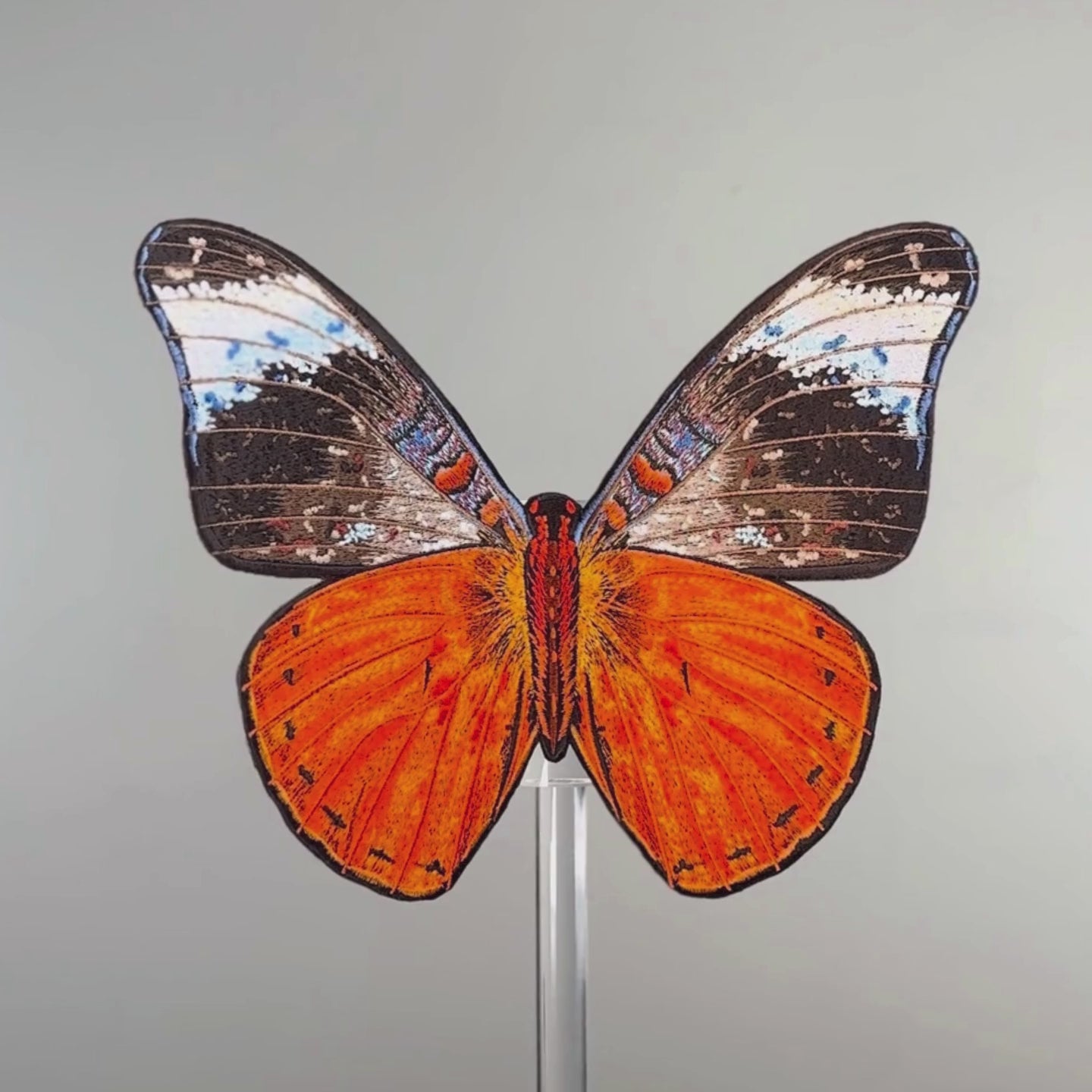 Load video: Red Flasher Butterfly 6" through 12"