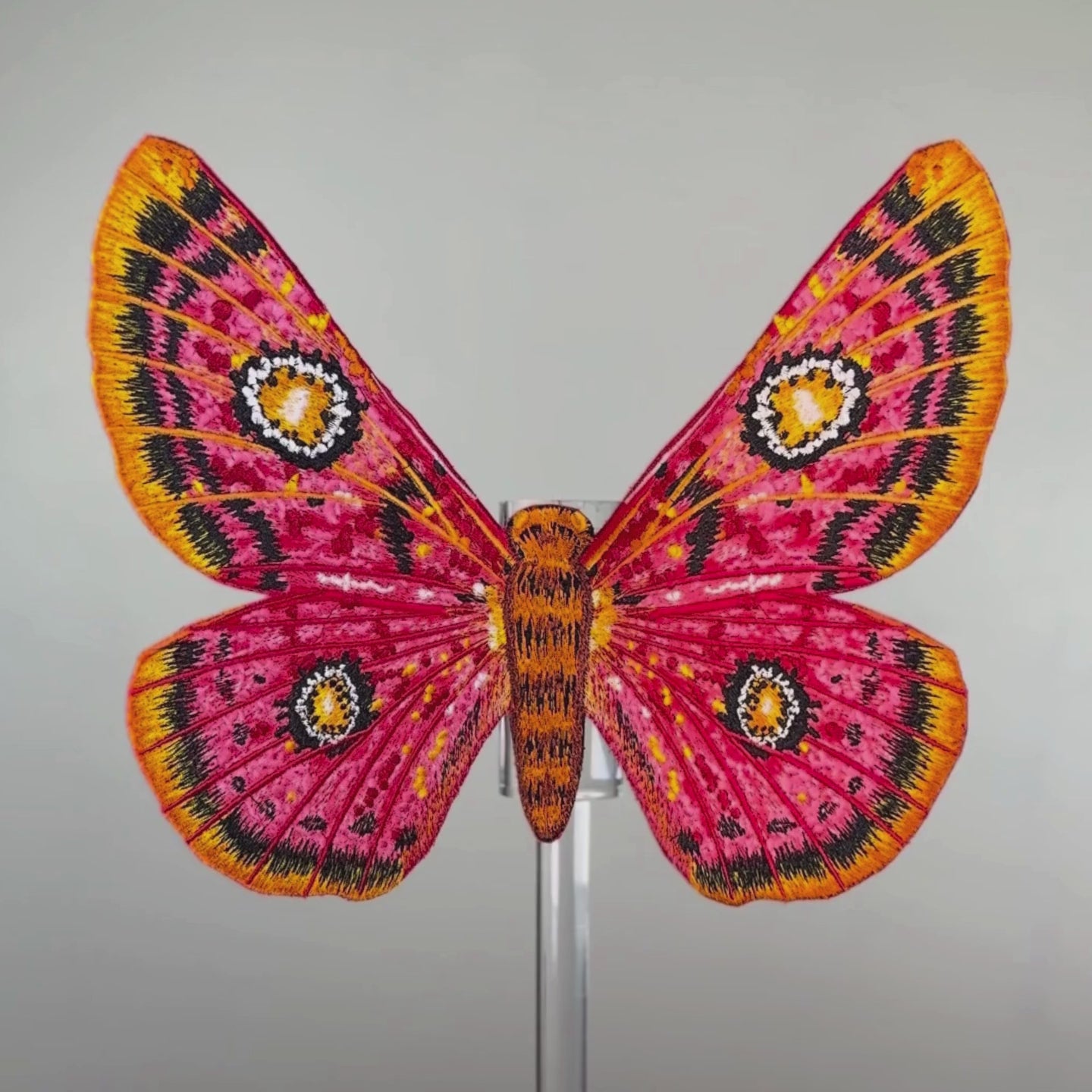 Load video: African Moth Butterfly 6&quot; through 12&quot;