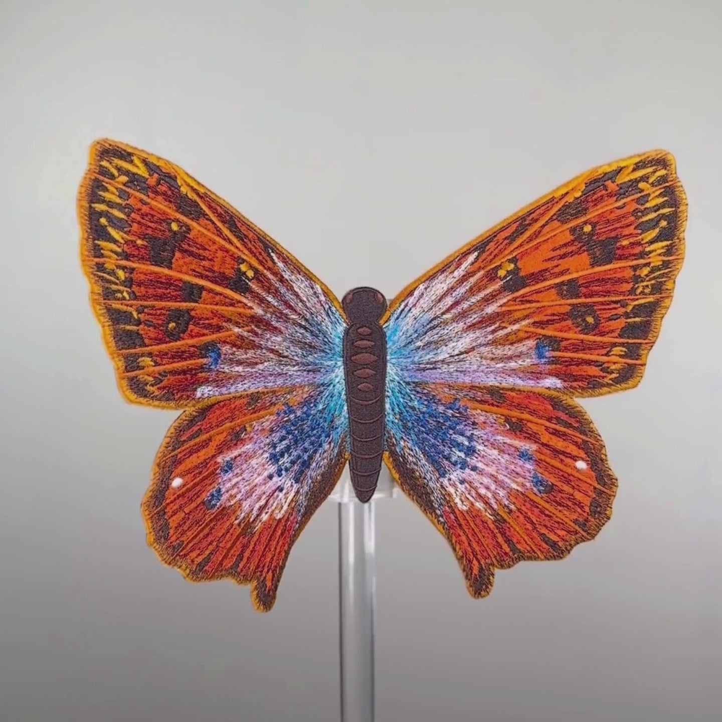 Load video: Common Opal Butterfly 6&quot; through 12&quot;