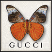 Gucci White