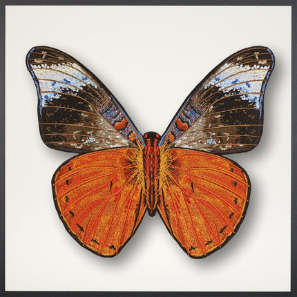 Red Flasher Butterfly Framed - Stephen Wilson Studio