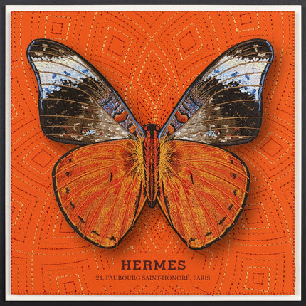 Red Flasher Butterfly Framed - Stephen Wilson Studio