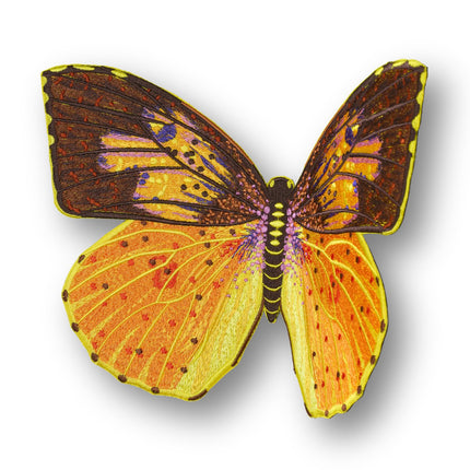 Southern Dogface Butterfly 6" through 12" - Stephen Wilson Studio