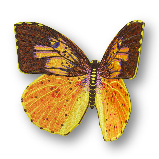 Southern Dogface Butterfly 6" through 12" - Stephen Wilson Studio
