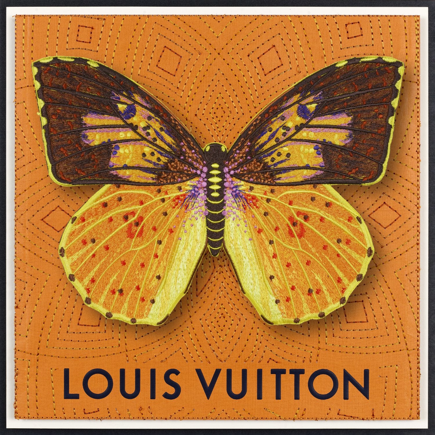 Southern Dogface Butterfly Framed - Stephen Wilson Studio