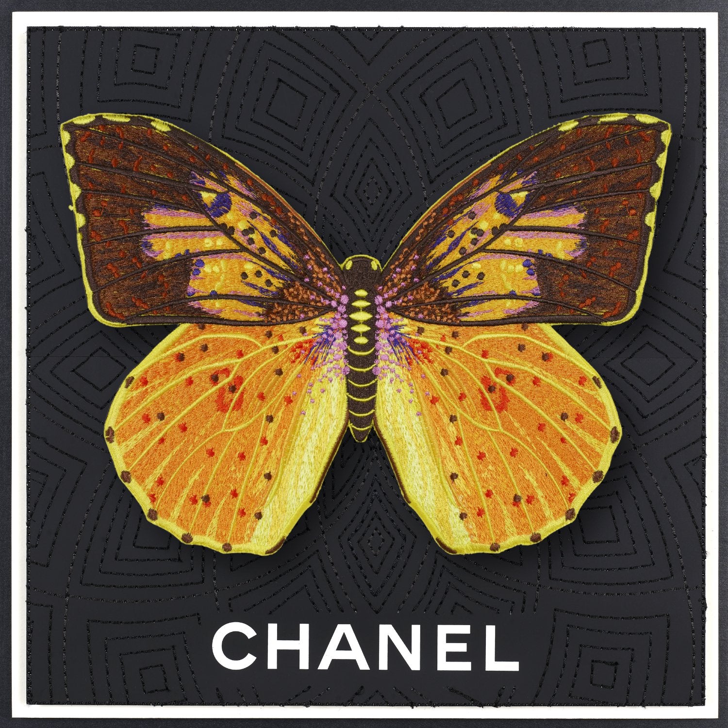 Southern Dogface Butterfly Framed - Stephen Wilson Studio