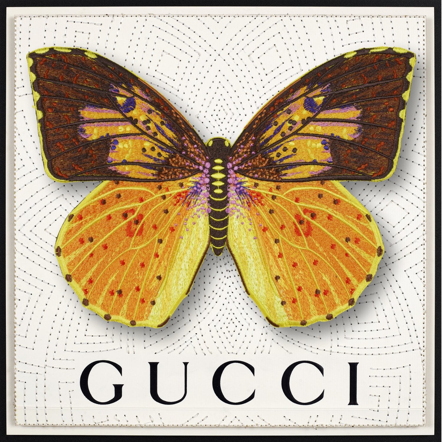 Southern Dogface Butterfly Framed - Stephen Wilson Studio