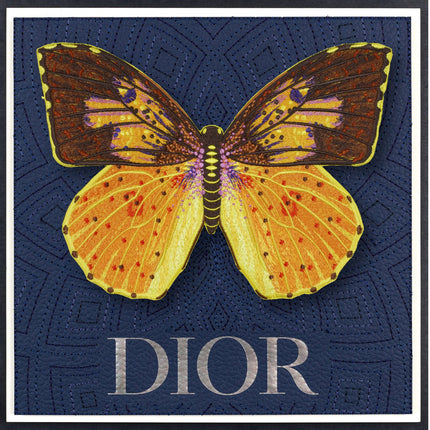 Southern Dogface Butterfly Framed - Stephen Wilson Studio