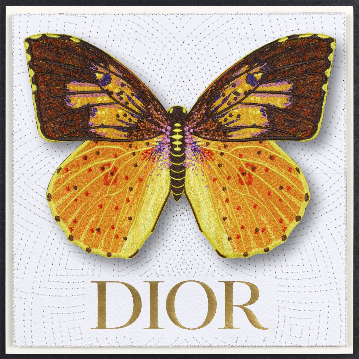 Southern Dogface Butterfly Framed - Stephen Wilson Studio