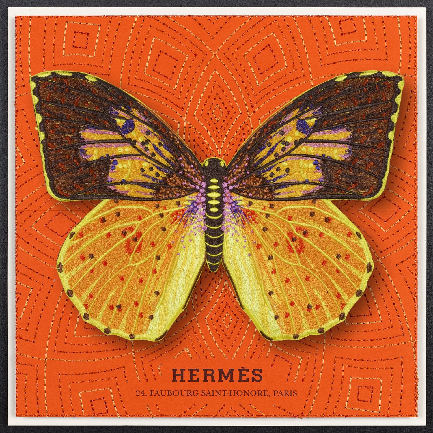 Southern Dogface Butterfly Framed - Stephen Wilson Studio