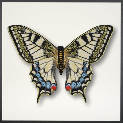 Swallowtail Butterfly Framed - Stephen Wilson Studio