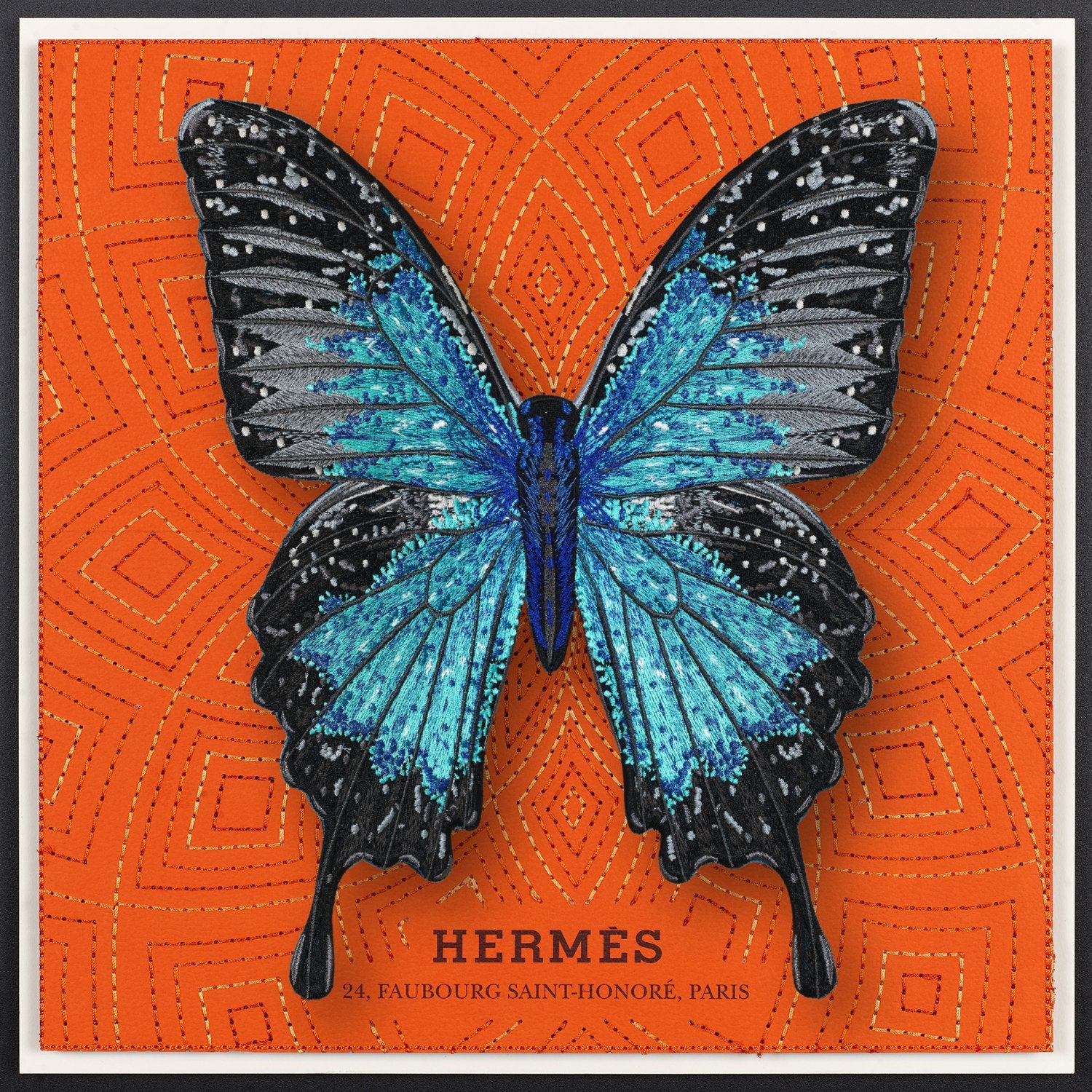 Ulysses Butterfly Framed - Stephen Wilson Studio