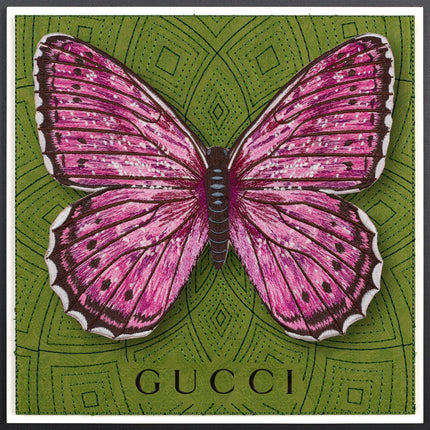 Violet Tip Brushveld ButterflyFramed - Stephen Wilson Studio