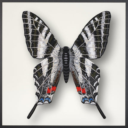 Zebra Swallowtail Butterfly Framed - Stephen Wilson Studio