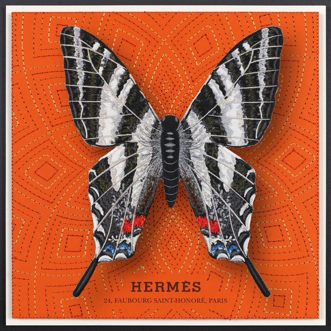 Zebra Swallowtail Butterfly Framed - Stephen Wilson Studio